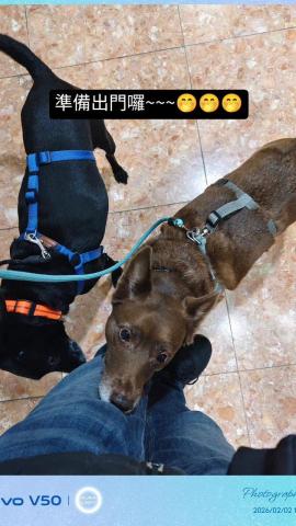 汪管家 Pet Butler｜高端到府照護・行為引導 - 7歲的女生米克斯跟10歲男生米克斯