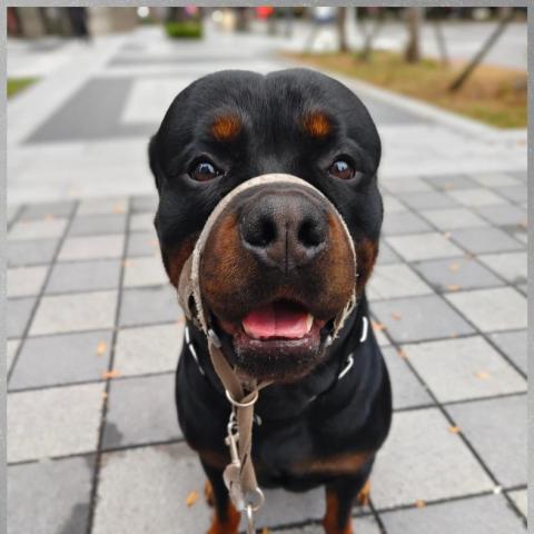 汪管家 Pet Butler｜高端到府照護・行為引導 - 萌萌的Kuma 你有愛了嗎？？？