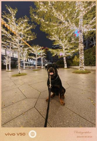 汪管家 Pet Butler｜高端到府照護・行為引導 - 閃閃發亮配上黑亮亮的Kuma