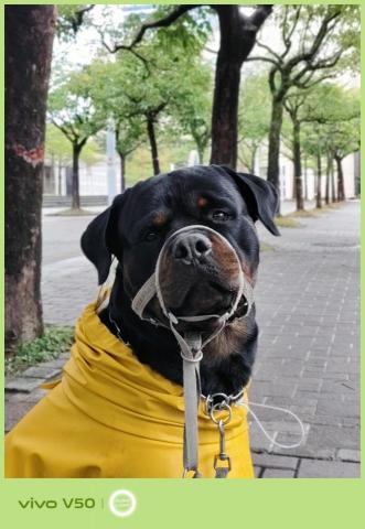 汪管家 Pet Butler｜高端到府照護・行為引導 - 風雨無阻的也要出來散步