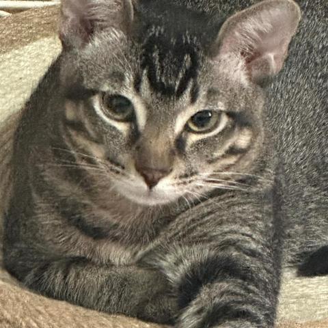 提供寄養服務的專家77 Cu