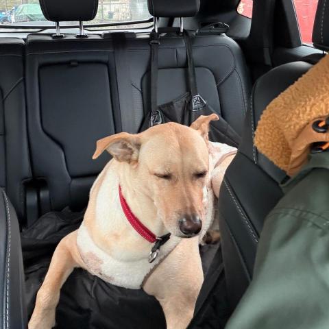 提供轎車服務的專家寵物友善計程車