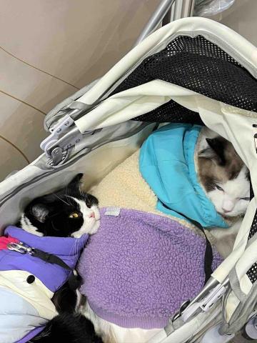 柯佳佑 - 第一次兩隻一起逛寵物展