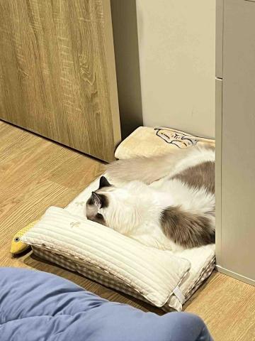 柯佳佑 - 第一次幫董仔買床睡的很開心