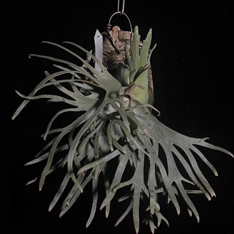 提供光療diy服務的專家江孟萍