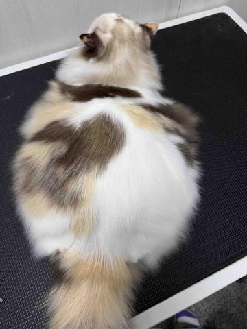 毛貝比萌寵美容館 - 賽洗針對毛質與皮毛問題進行客製化調理，追求完美效果。