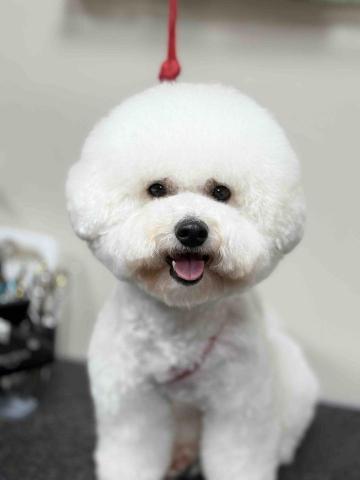 毛貝比萌寵美容館 - 比熊