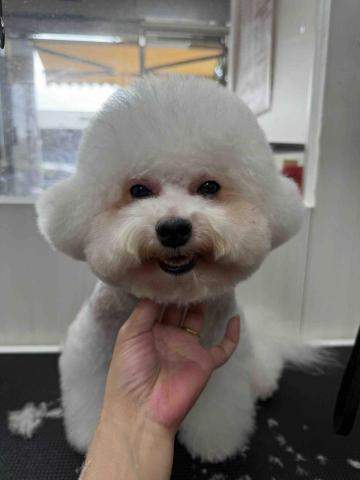 毛貝比萌寵美容館 - 比熊