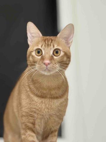 張倚瑄 - 客人的貓咪 麻糬