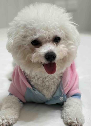 張倚瑄 - 客人的狗狗 湯圓