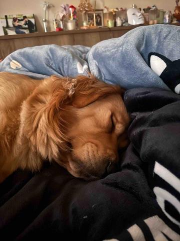 張倚瑄 - 客人的狗狗 Luka