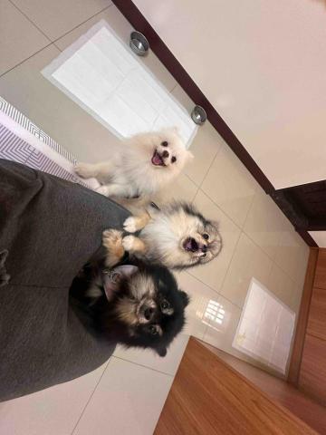 張倚瑄 - 客人的狗狗 球球 Q比 麻糬