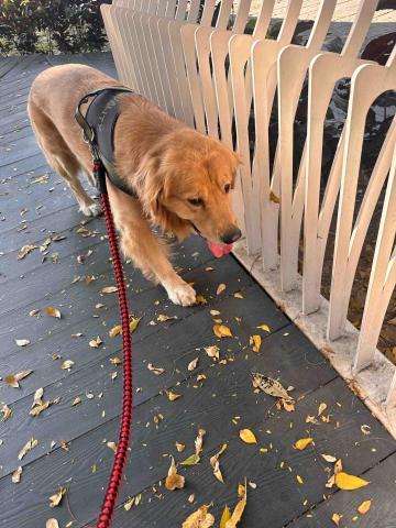 張倚瑄 - 客人的狗狗 Luka