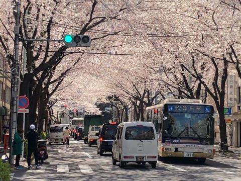 舛本先生 - 東京中野通りの桜並木
