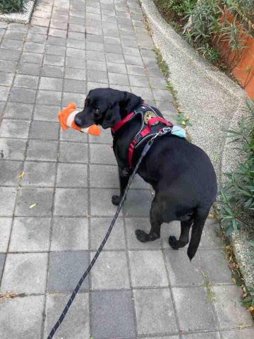 美琪寵物保姆(到府居家殘貓照顧） - 工作中