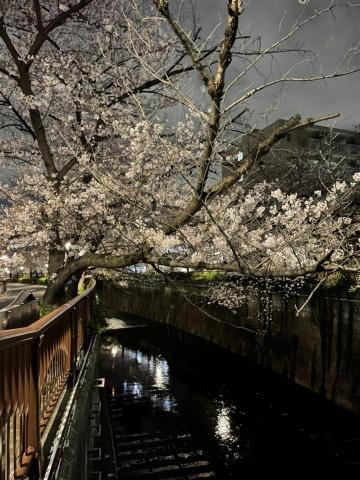 舛本先生 - 目黒川の夜桜