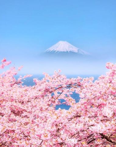 舛本先生 - 富士山と桜