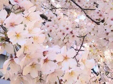 舛本先生 - 満開の桜