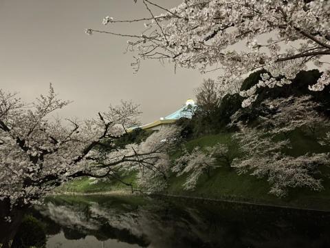 舛本先生 - 千鳥ヶ淵の夜桜(よざくら)