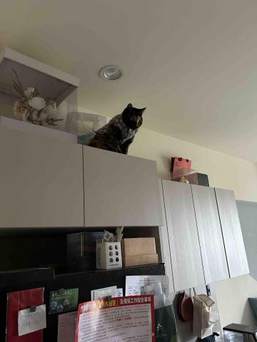 summer寵物保母 - 秋秋：警戒心非常強，看到陌生人會很兇嗎哈氣，麻麻説至少要跟她相處三天才會接受你，我會耐心等待的喔！