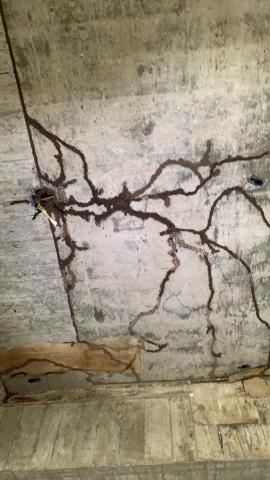 可誠環衛 - 住宅白蟻防治