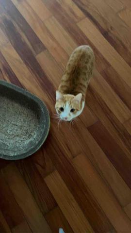 summer寵物保母 - 