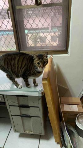 summer寵物保母 - 小皮：原本以為小皮很親人可以給摸，結果真正相處才知道：我一直被他揍。