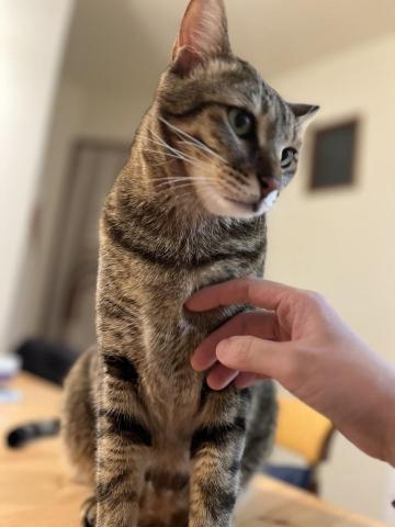 Ellen's pet care 到府寵物保姆 - 