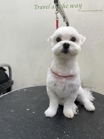 阿真 - 三角耳的瑪爾濟斯
看起來俐落又好整理
垂耳得毛孩很容易有耳朵問題
如果家長不擅長清理
可以考慮這種方便你我的造型
我個人覺得三角耳超可愛❤️
只要臉圓圓就行
但瑪爾是直毛是真心不好剪?
圖片中身上是⬇️
電剪3mm留頭尾的造形
建議⬇️
瑪爾約克夏貴賓西高地比熊這些狗
都需要定期7-10天固定洗一次澡基礎
一個月大美容剪毛一次唷！
很多人覺得要留毛毛多才好看
但其實人不好整理狗打結也很不舒服唷！