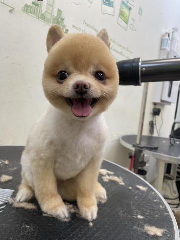 阿真 - 嗨嗨博美因為毛量通常不錯
蠻容易打結的
所以家長就帶來找我給我脫光光囉
只要臉可愛就全都可愛啦❤️