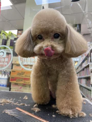 阿真 - 嗨我今天剪毛了
我是紅貴賓
正常7-10天需要整理一次
我們這種不掉毛的狗狗
需要這種週期來處理我們的⬇️
耳朵清潔拔耳毛梳毛ㄆㄚ ㄉㄚ
腳底毛剃掉修腳圍
狗狗靠舌頭與腳底散熱並避免指間炎
還有防止滑倒以及比較不容易弄髒等等
以及洗澡會包含修眼睛上面的毛跟眼頭
因為淚腺常常是因為毛一直扎進去眼睛導致分泌淚水過多氧化
盡量每個禮拜養護是最好的唷
肛門腺的擠壓也是需要固定處理
避免排不出炸出來
望周知