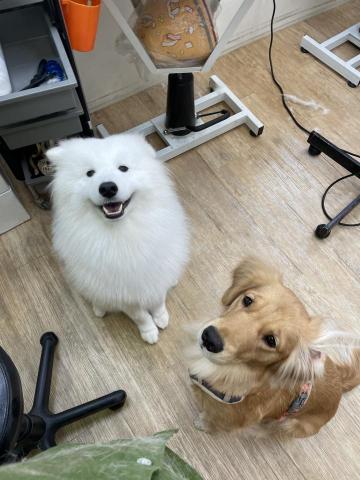 阿真 - 搭好我是薩摩耶taycan
我也是需要每天梳毛
搭配固定洗澡代謝掉廢毛的寒帶犬
微笑天使因為毛厚台灣天氣潮濕悶熱
常常沒注意會有霉菌皮屑找上門
偶爾因為毛孩免疫力低下
往往會更難好
這種毛孩雖然給外面洗通常價格不菲
但花錢省事的道理大家懂吧?
通常洗完全屋都會是
飄在空氣中東西上的廢毛要整理
但洗完這種狗潤絲➕護毛跟負離子
吹起來摸的蓬鬆感成就感真的滿滿
抱起來超舒服的啦！❤️❤️