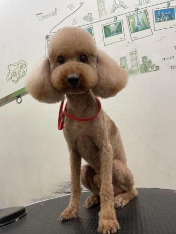 阿真 - 他是比較大隻的貴賓
腳很長
姐姐喜歡大耳朵
但每個禮拜都固定洗澡基礎
所以不會打結唷
固定留短奔跑也不怕髒（本狗很嗨
皮膚過敏也看得一清二楚
姊姊說因為附近施工關係
所以對空氣過敏了
這樣擦藥比較方便！
