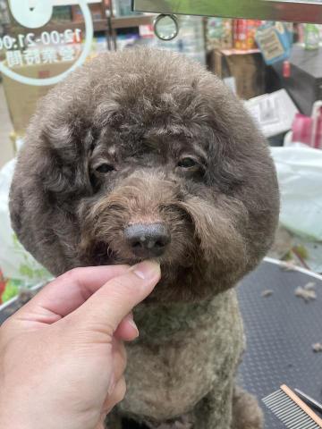 阿真 - 剪毛好累?好想睡覺??
來美容洗澡習慣的狗狗通常會這樣
如果因為毛孩焦慮就不去適應
這樣只會越來越嚴重唷！
從小就習慣的事就是洗澡！
你看我都要睡著了你還不快來嗎?