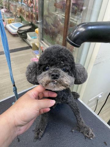 阿真 - 圓圓耳朵的造型也很可愛很減齡唷！
雖然身上剃掉了
但毛長很快只要臉可愛就無敵啦！
毛真的是越剪長得越好唷！
染色的地方往往是口水經過造成氧化
口腔要固定檢查牙齒清潔
毛孩帶來給我們洗香香有什麼異狀
我們都會如實告知
洗牙過後的狗狗更要注意清潔唷
有什麼狗狗照護不懂的歡迎提問?
目前家裡的奶油臘腸已12歲
牙齒還是挺不錯的?