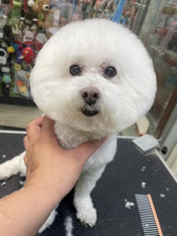 阿真 - 雖然我有小肉瘤
但不妨礙我還是很可愛
不管是白貴賓還是比熊
要留比熊頭絕對是照護時間金錢
都比一般造型要來的更貴更長唷
美麗都是換來的
沒有醜女人只有懶女人大家知道嗎?
這種造型可愛
但除了照護比較麻煩耳後容易打結
還有就是能留得好看的狗不多
因為毛量不夠或細軟毛很容易塌
這種頭的造型很吃毛孩本身體質唷！
望周知