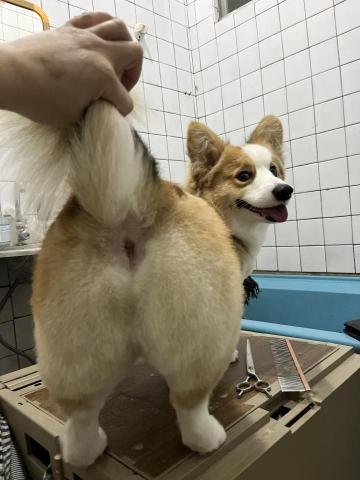 阿真 - 可愛的長毛柯基kuma⬇️
https://www.instagram.com/dear.kuma_?igsh=c2t3MG9yYmhsZ3Vq

雖然洗澡吹毛都很喜歡坐下
但還是會給我燦爛笑容
洗完澡再給喝水吃零食放尿
順便再跟我女鵝打架玩鬧
回家正好累了可以好好睡
使用天然低敏台製洗劑
並堅持兩道洗
➕潤絲純手吹負離子吹風

IG搜：dear.kuma_