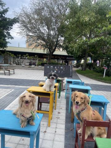 阿真 - 怕你們沒看過
我們家可愛的三隻狗
他們都是領養的唷！
領養代替購買教養不棄養
狗狗正常7-10天洗一次澡
指甲建議不要超過兩個禮拜才剪
會影響關節以及走路方式
血管血線長長的話
能剪的也很有限喔！
時間彈性歡迎下單聊聊