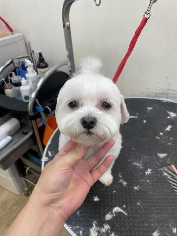 阿真 - 我也是可愛的三角耳造型寶寶！
要給毛孩穿衣服還是建議剃短
避免靜電衣服長期接觸打結唷
這種細軟毛最容易耳朵打結了
眼睛毛沒有每個禮拜剃掉修剪
真的會看不到路又紮的眼睛流淚
如果你心疼毛孩也心疼自己
歡迎來找適合你們相處習慣的造型
也真心希望每個孩子
都能被愛被好好照顧❤️