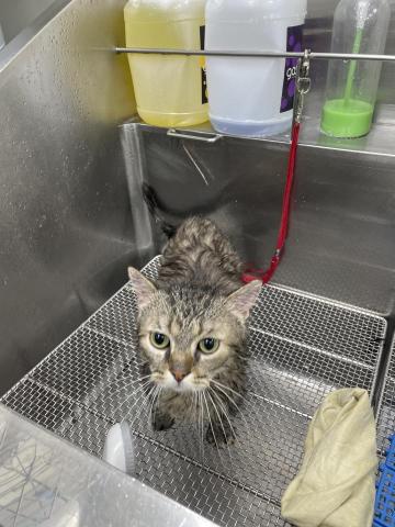 阿真 - 我是一隻可愛乖巧的曼赤肯❤️
貓咪洗澡的周期
大約有一個月到半年的不等
以前有客人因為養的咪咪比較豐滿
被獸醫勒令
需要每個月來洗澡擠肛門線
小知識⬇️
吃太營養肛門線沒清理會炸開有傷口
所以還是要固定洗澡清潔為妙唷！
次案例說的不是圖片的乖巧咪❤️
雖然貓咪會自行清潔（口水舔全身
但現在還是提倡
固定一個時間給貓咪洗一次澡
整理基礎（很多貓咪耳朵很髒
習慣外出社會化這些事
才不會出門緊張唷！