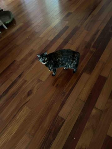 summer寵物保母 - 藍莓：寶貝個性非常謹慎小心，不是熟悉的家人就會躲起來，這張照片是好不容易抓拍到的。