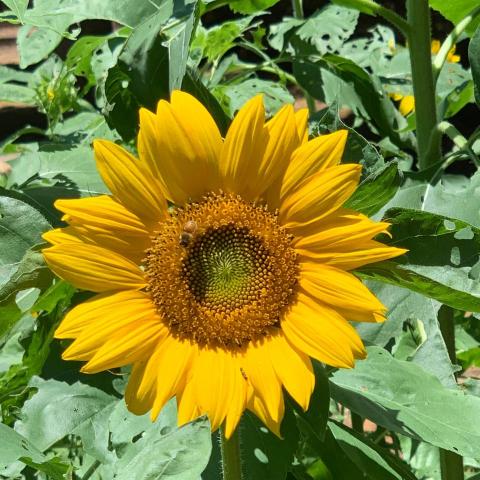 提供模板canva服務的專家鄒先生