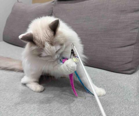 高雄寵物保母-Leaf - 