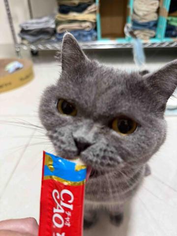 高雄寵物保母-Leaf - 