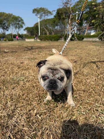 高雄寵物保母-Leaf - 