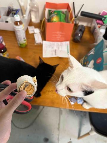 高雄寵物保母-Leaf - 