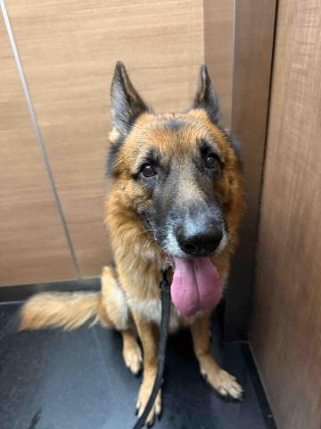 高雄寵物保母-Leaf - 