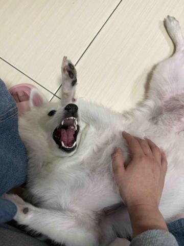 高雄寵物保母-Leaf - 