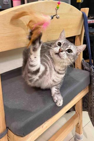 高雄寵物保母-Leaf - 