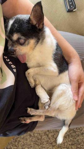 高雄寵物保母-Leaf - 